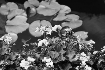 _DSC2458