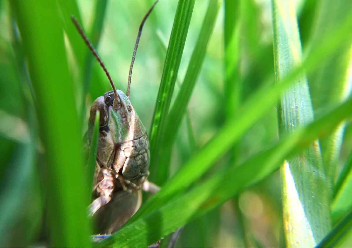 秋后的蚂蚱 - 微距, 手机, 色彩 - 古月春秋