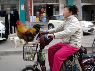 DSC06561【“鸡”PS导航--20130305郑州市城南路刘卫民摄】