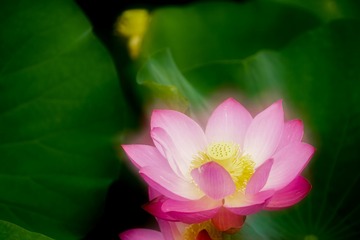 _DSC7619