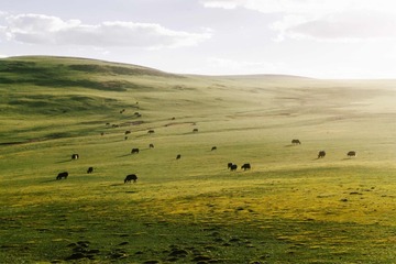 高山牧场