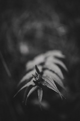 李晟1