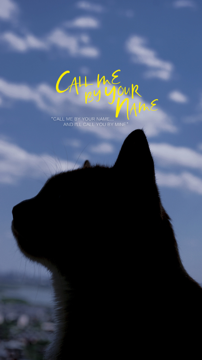 鲸鱼与猫的天空