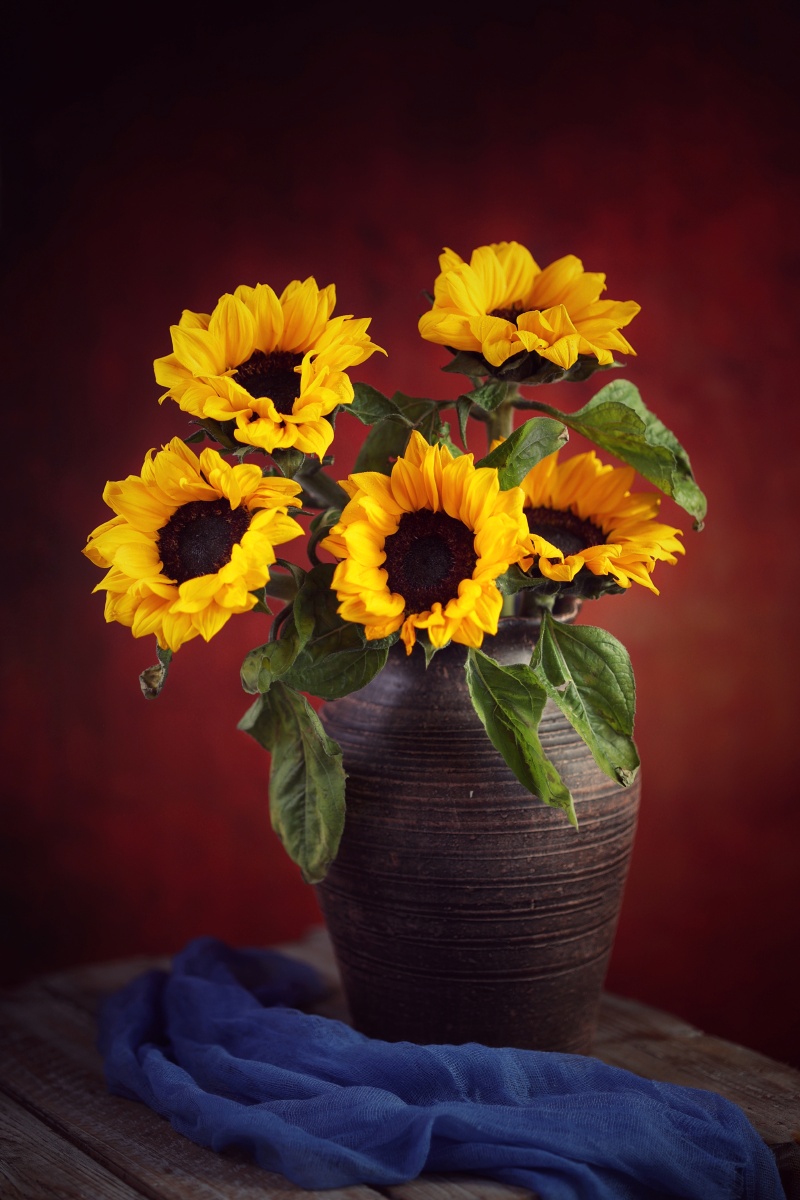 向日葵 - ailset丨张立新 - 图虫