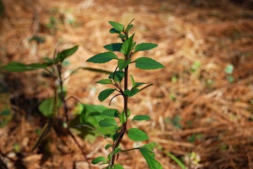 植物一小株