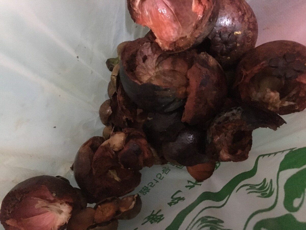 核桃会生虫子怎么办