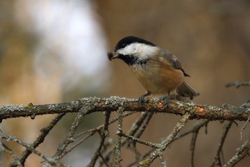 Bed-breast Nuthatch01a