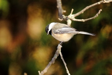 Red-breast Nuthatch03a