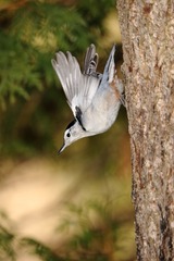 White-breast Nuthatch01a