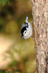 White-breast Nuthatch02a