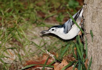 White-breast Nuthatch03a