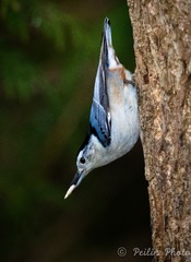 White-breast nuthatch03