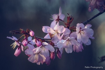 Flower4