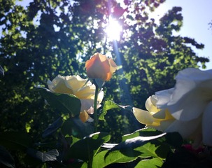2016-05-03-3126