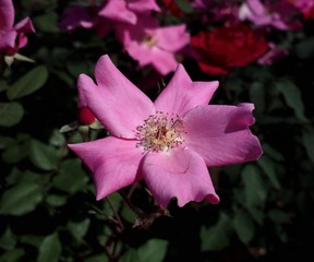 2016-05-04-3177
