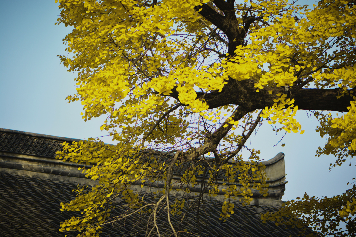 淮南寿县报恩寺古寺禅林千年银杏