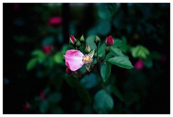 花开花落