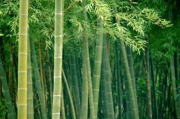 竹子