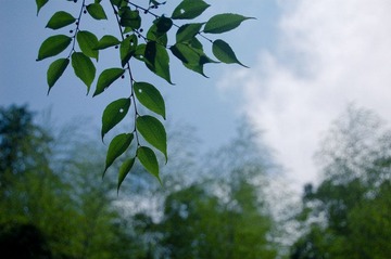 绿叶