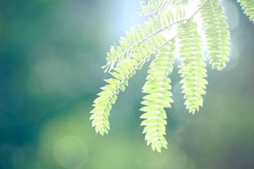 Summer Scent