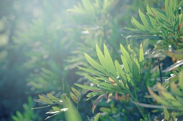 Summer Scent
