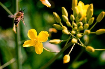 油菜花开