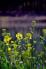 油菜花开
