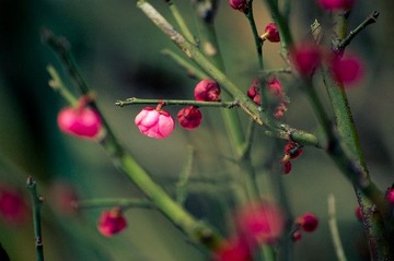 梅花