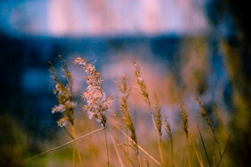 野草