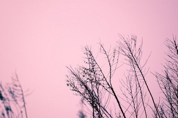 野草