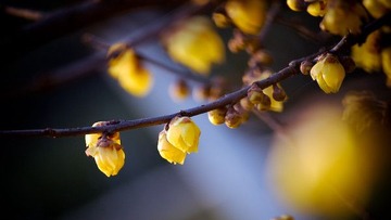 花都开好了