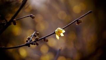 花都开好了