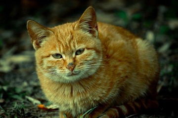 流浪.猫
