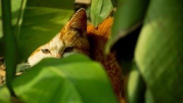 流浪.猫