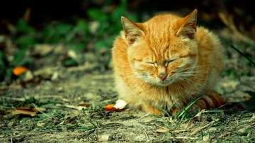 流浪.猫