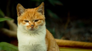 流浪.猫