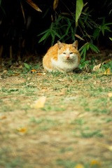 流浪.猫