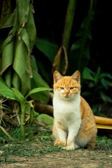 流浪.猫