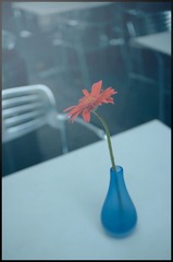 花开.有声
