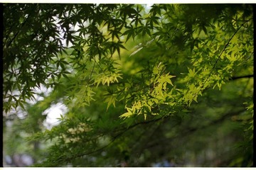 叶子