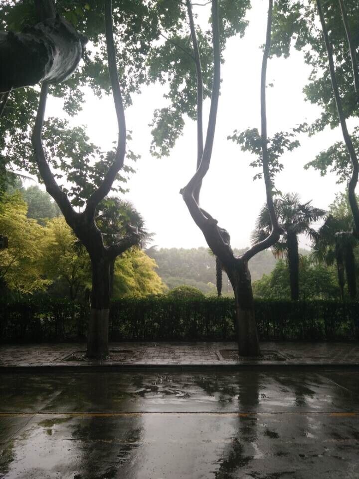 雨中的西花园