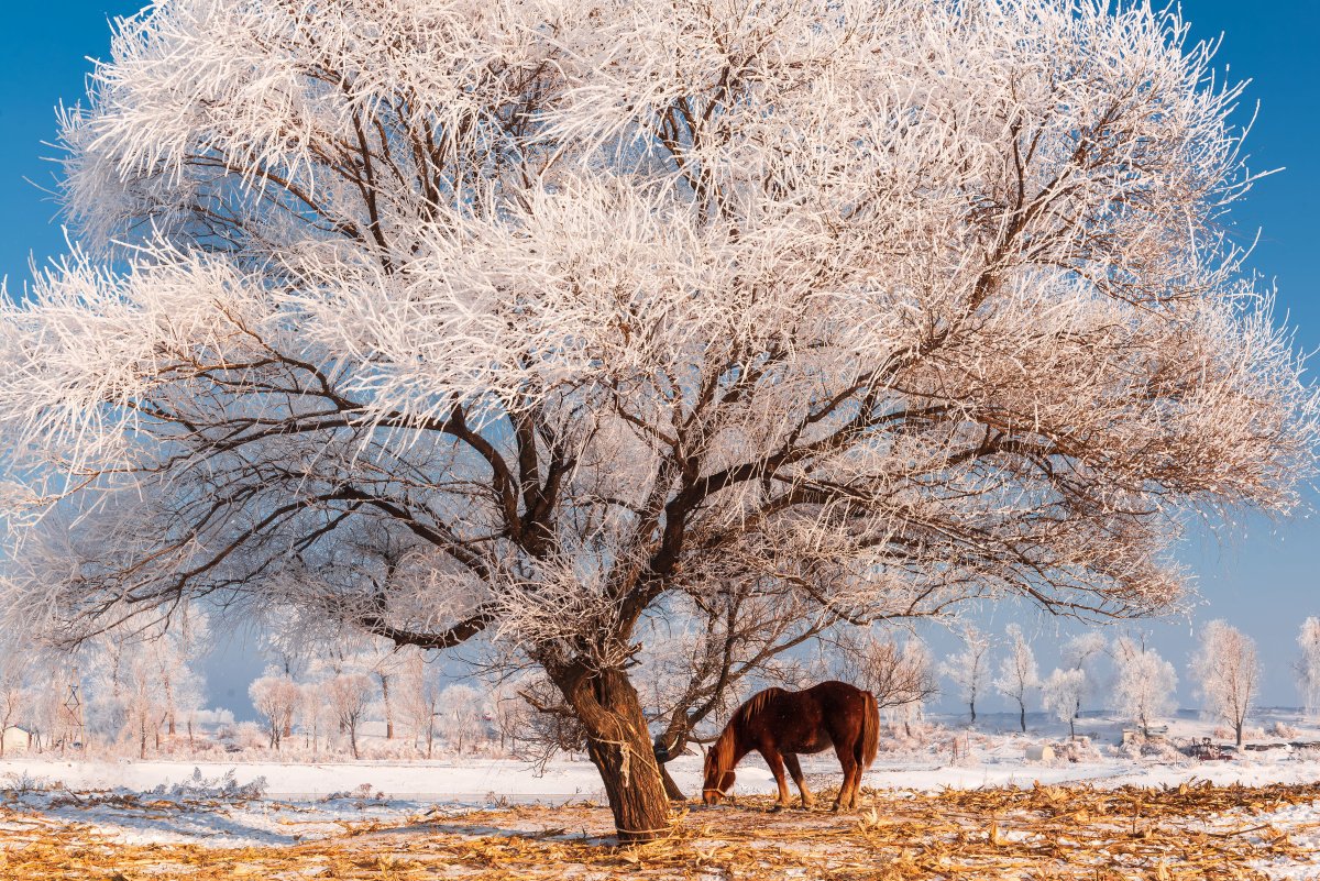 吉林雾凇岛 - 陈喆风光摄影 - 图虫
