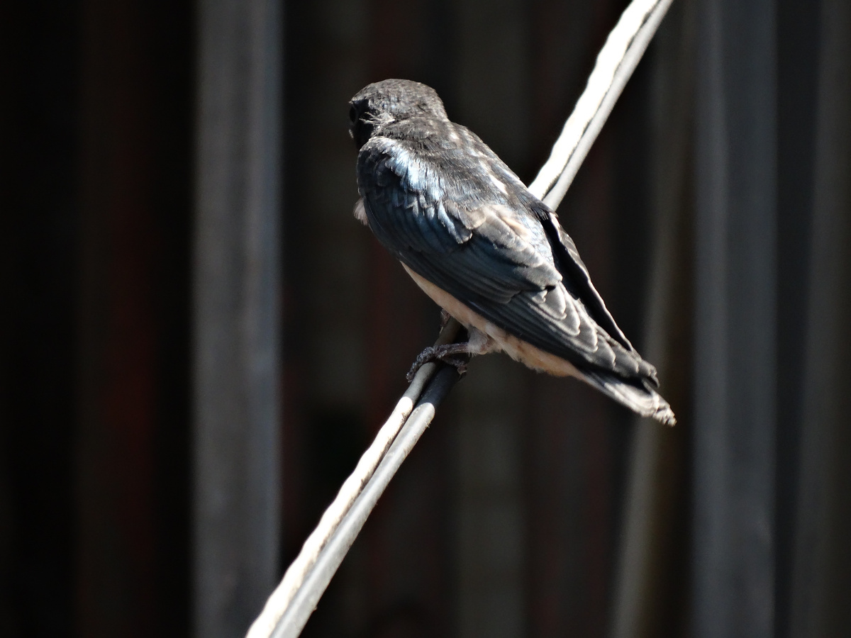 南方燕子 - 虹拍 - 图虫