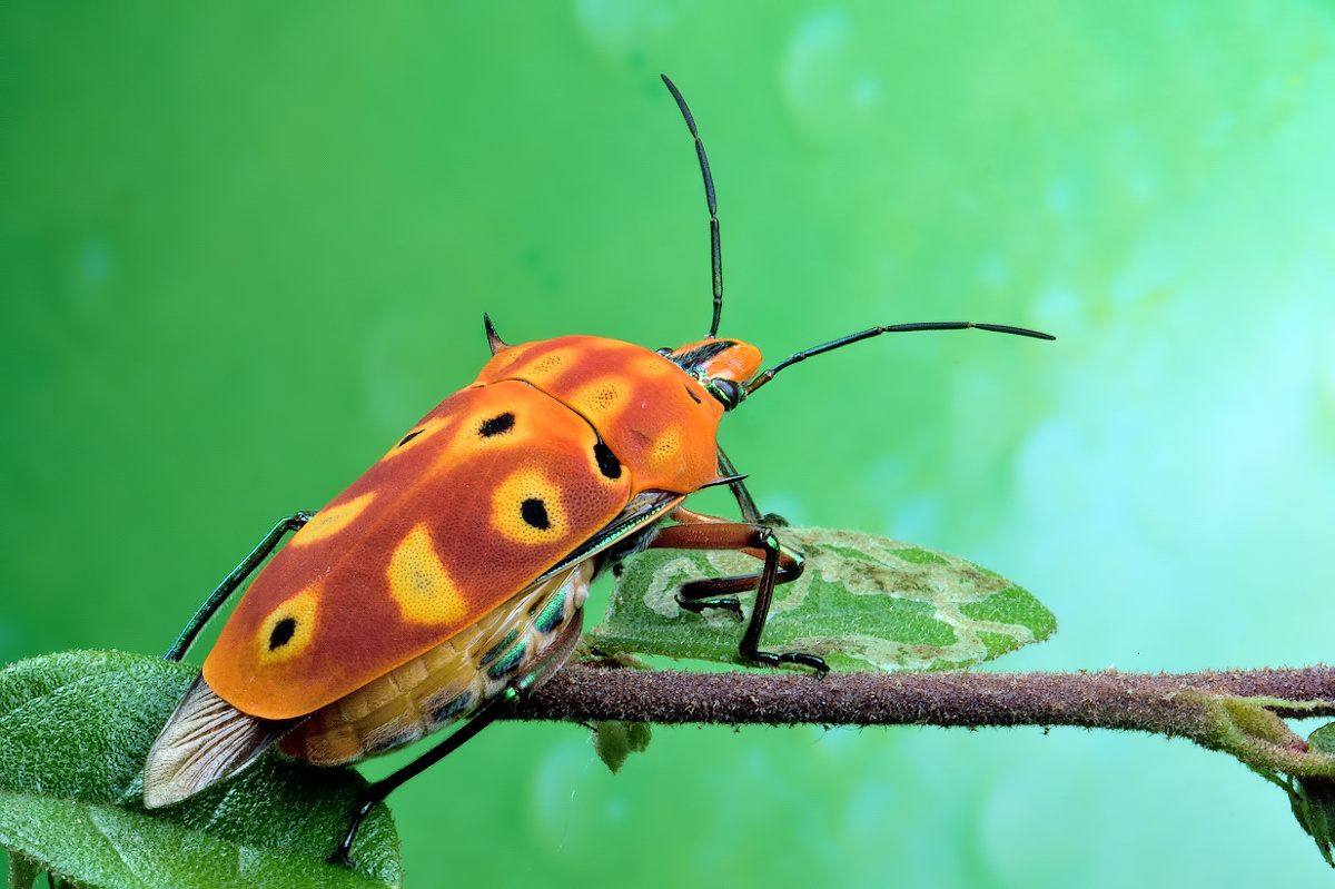 角盾蝽 - 心禅 - 图虫