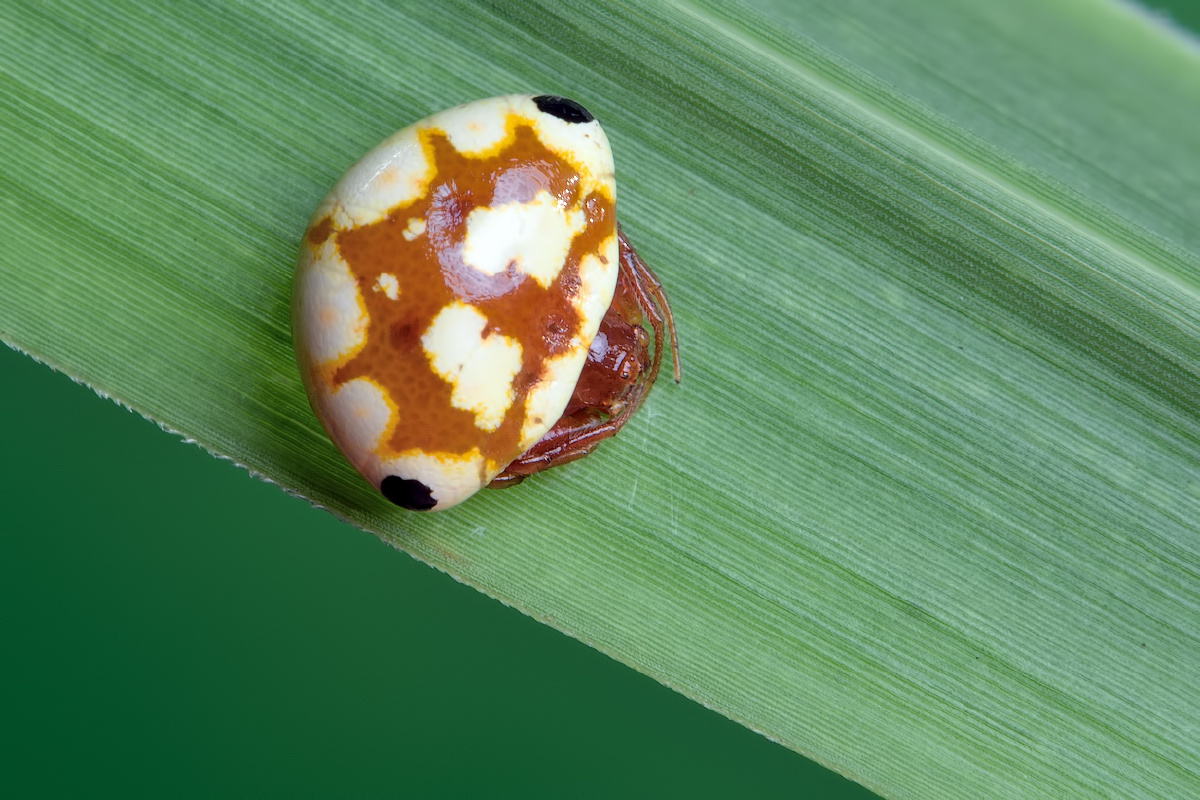 dsc_2299汤原曲腹蛛