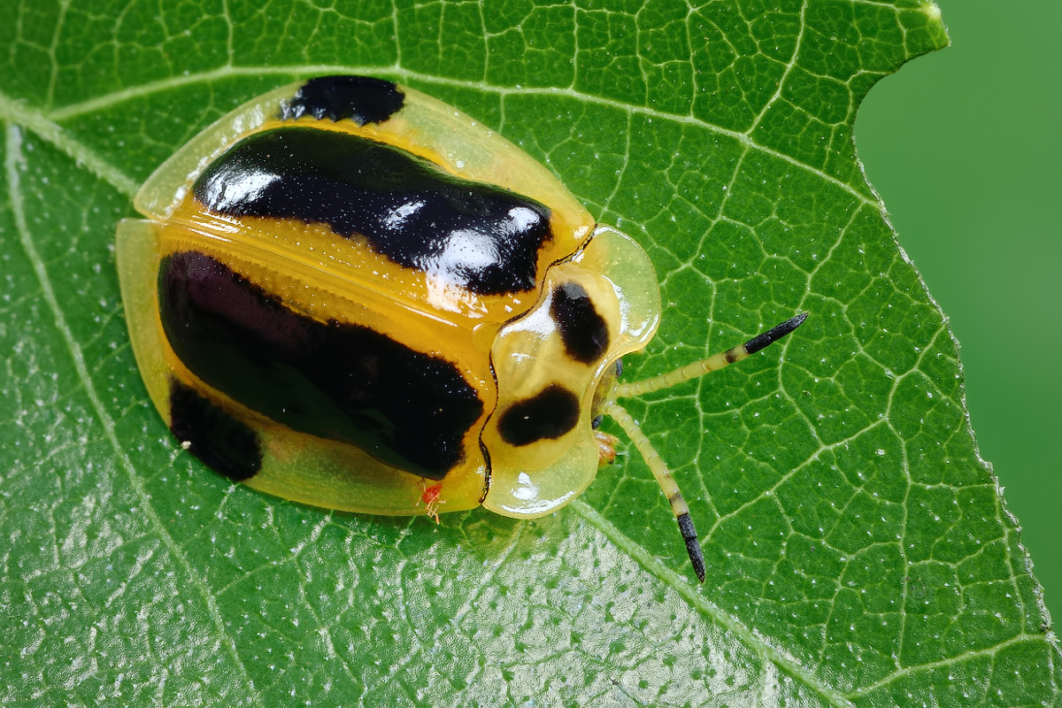 龟甲- 心禅 - 图虫