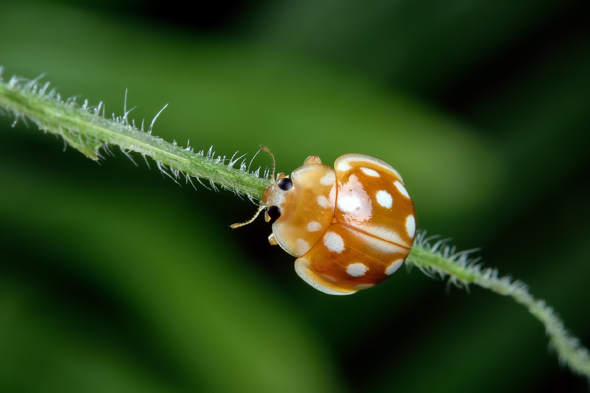 四斑裸瓢虫 calvia (eocaria) muiri (timberlake, 1943 )心禅关注