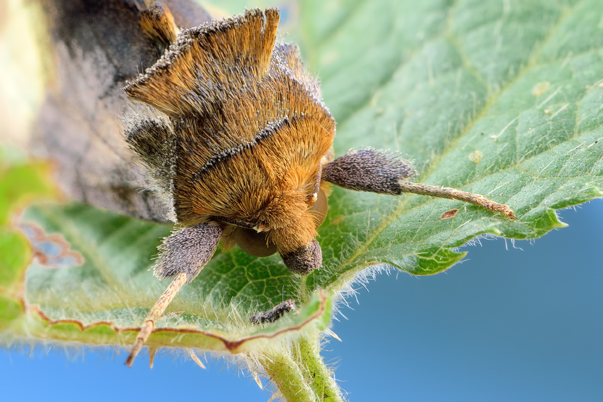 紫金甲昆虫,紫金甲虫_大山谷图库