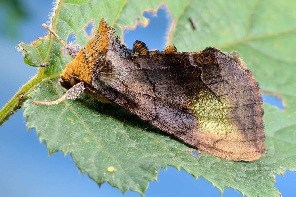 紫金甲昆虫,紫金甲虫_大山谷图库