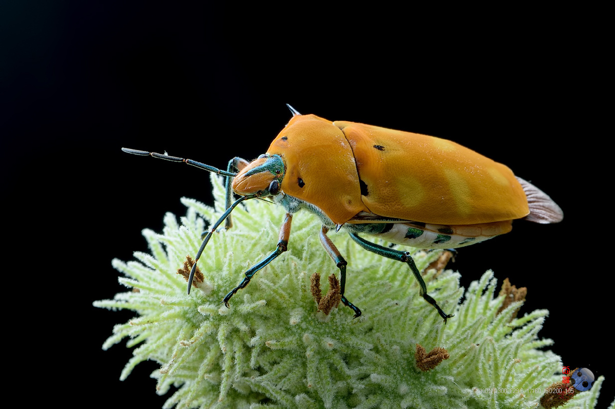 角盾蝽 - 心禅 - 图虫